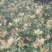金桂花树苗80~120cm