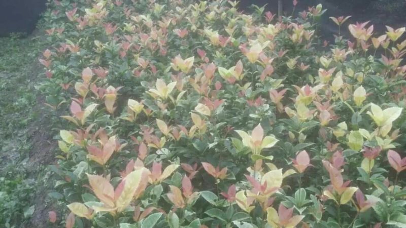 金桂花树苗80~120cm
