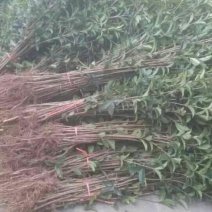 金桂花树苗80~120cm