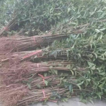 金桂花树苗80~120cm