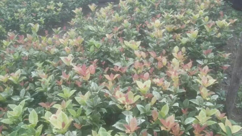 金桂花树苗80~120cm