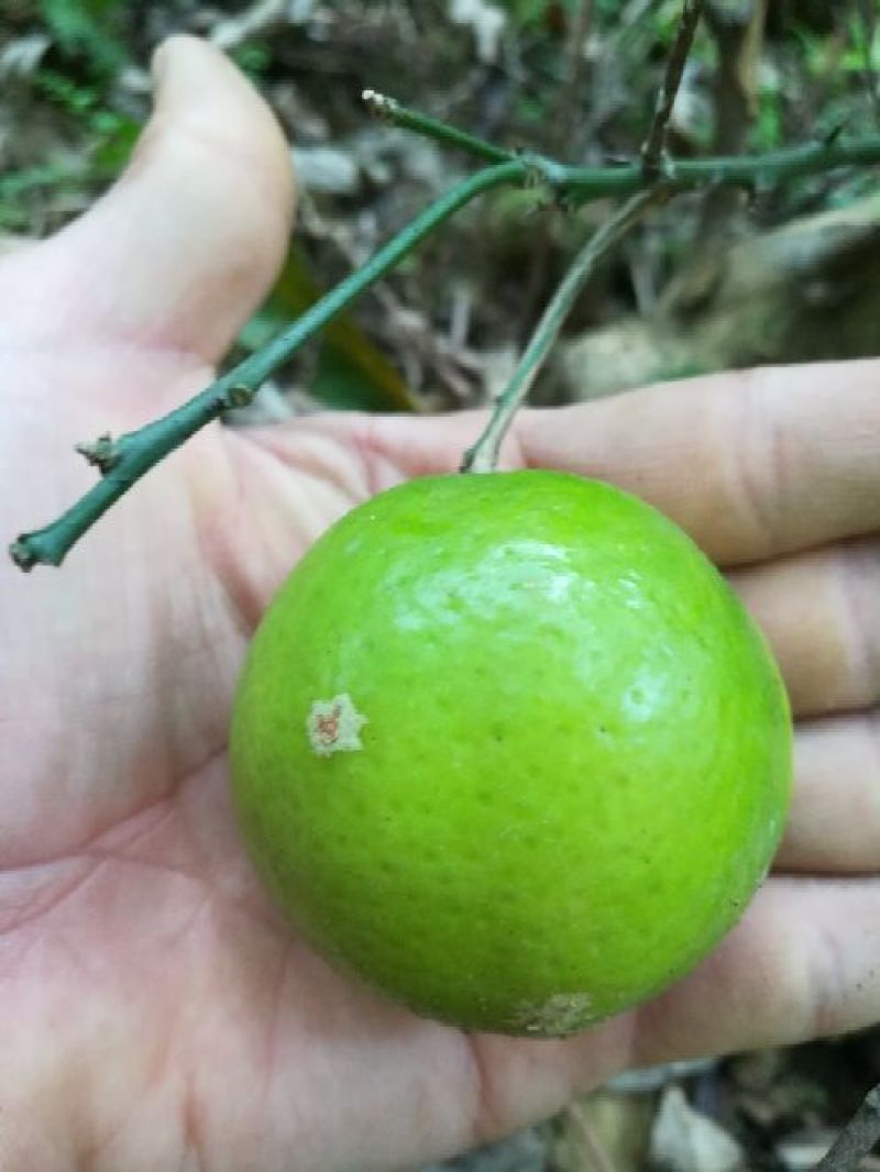 广西土柠檬咸柠檬