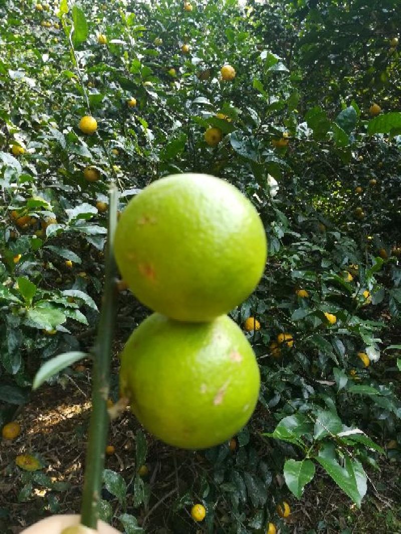广西土柠檬咸柠檬