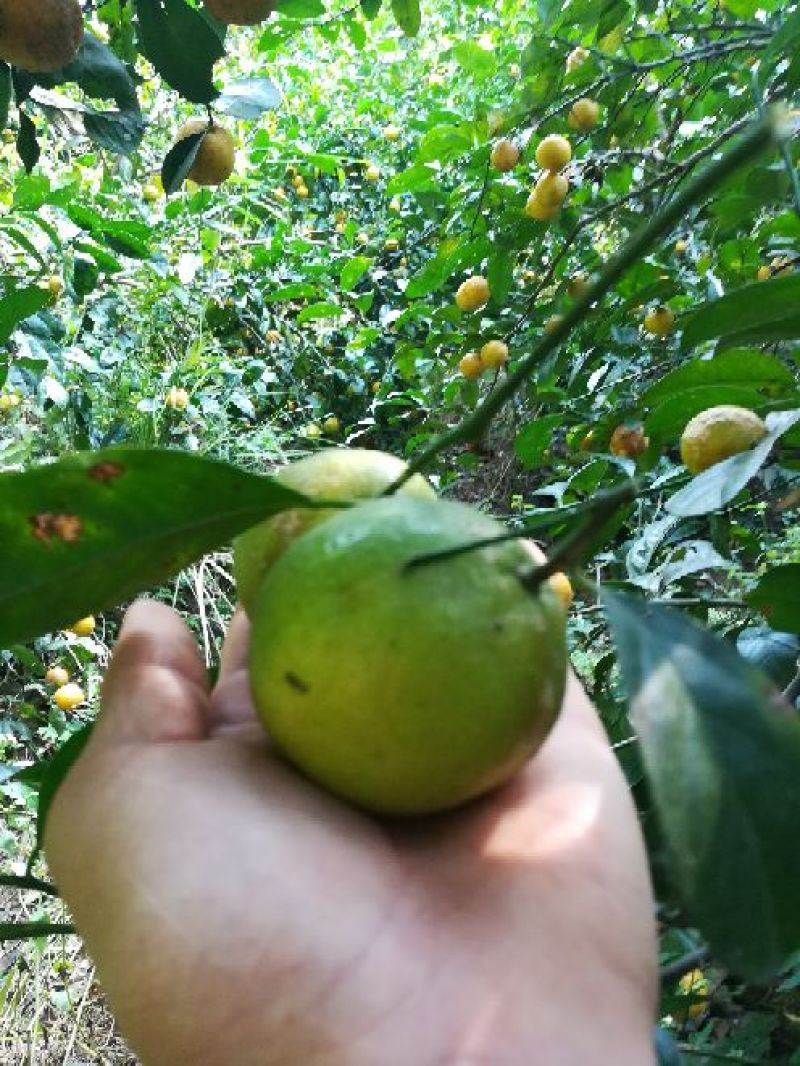 广西土柠檬咸柠檬