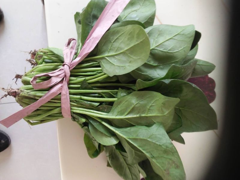 大叶菠菜10~15厘米