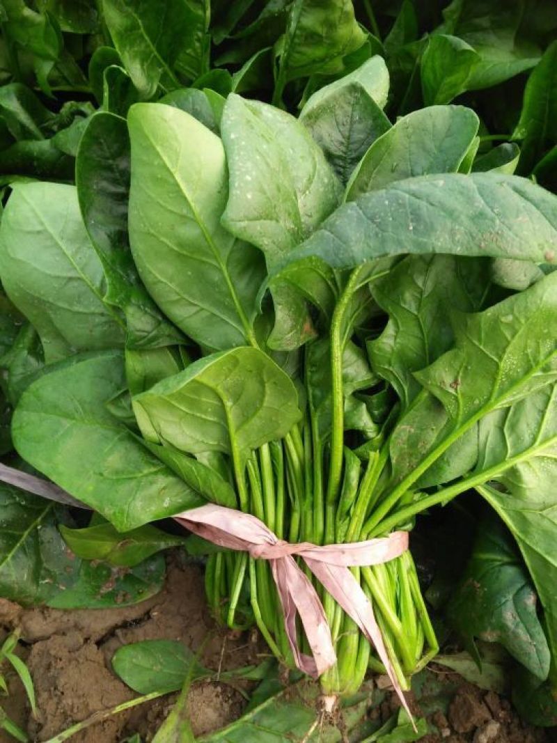 大叶菠菜10~15厘米