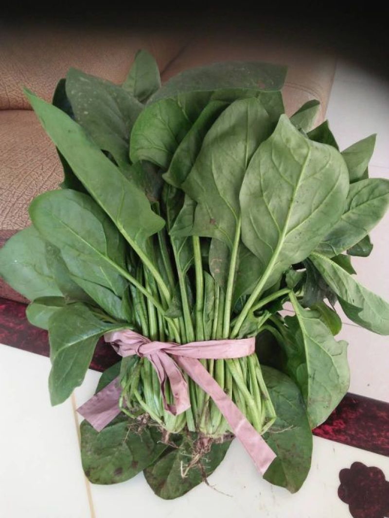 大叶菠菜10~15厘米