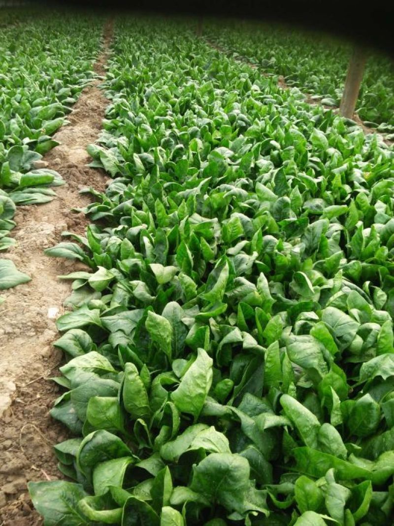 大叶菠菜10~15厘米