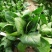大叶菠菜10~15厘米