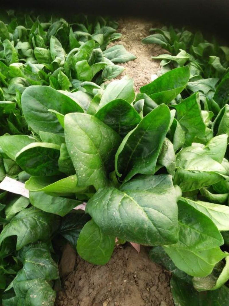 大叶菠菜10~15厘米