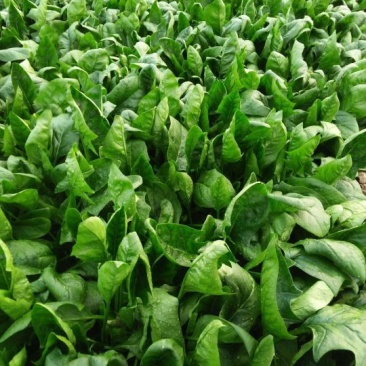 大叶菠菜10~15厘米