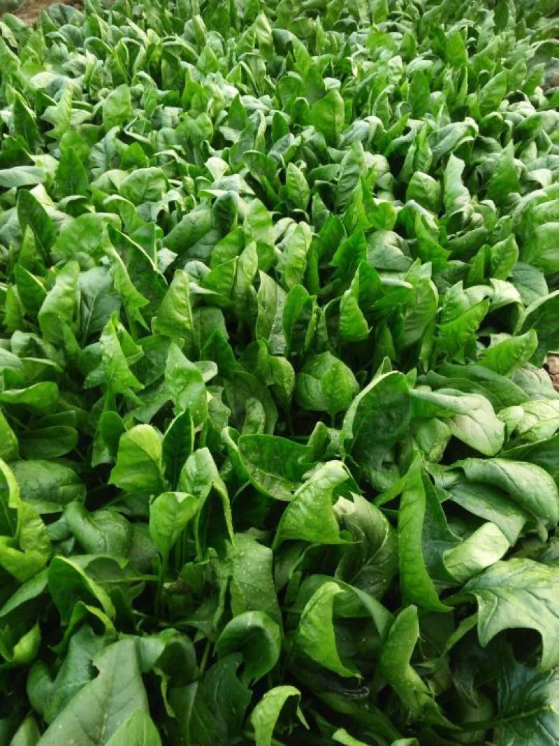 大叶菠菜10~15厘米