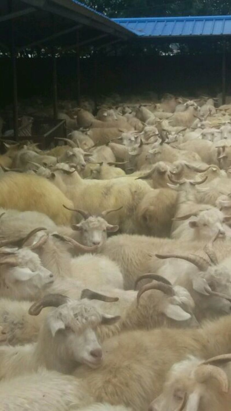肉羊，辽宁绒山羊，货源充足质量保证价格合理