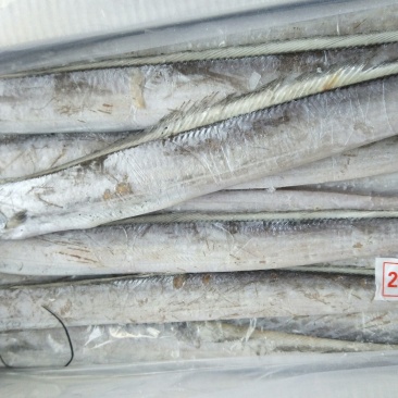 刀鱼食用冻鱼