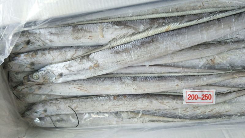 刀鱼食用冻鱼