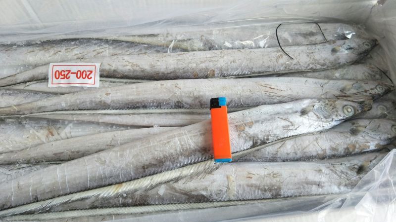 刀鱼食用冻鱼