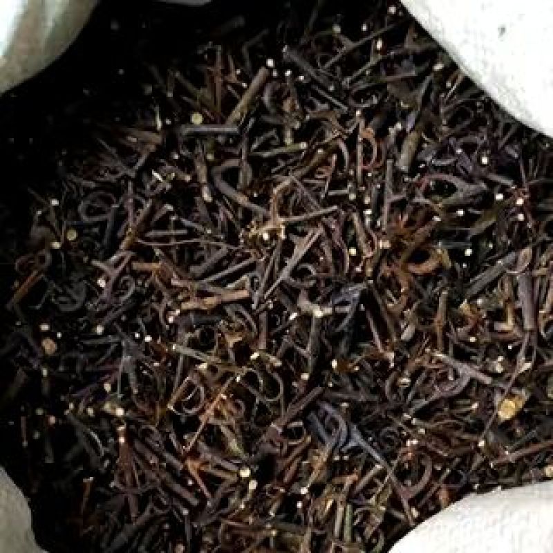 灵芝8公分以下