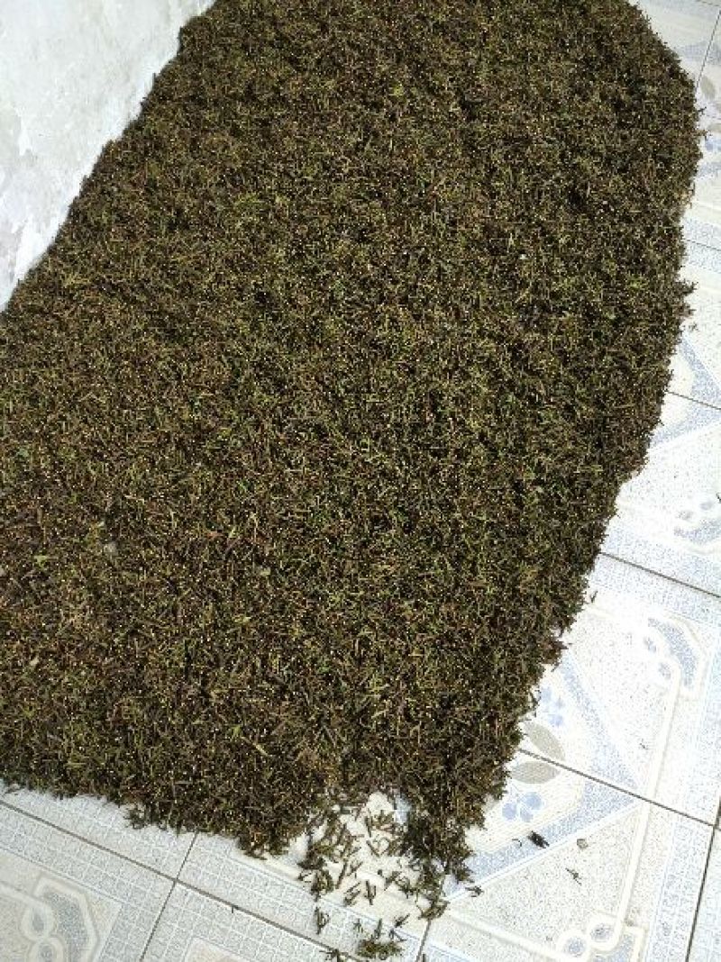 灵芝8公分以下