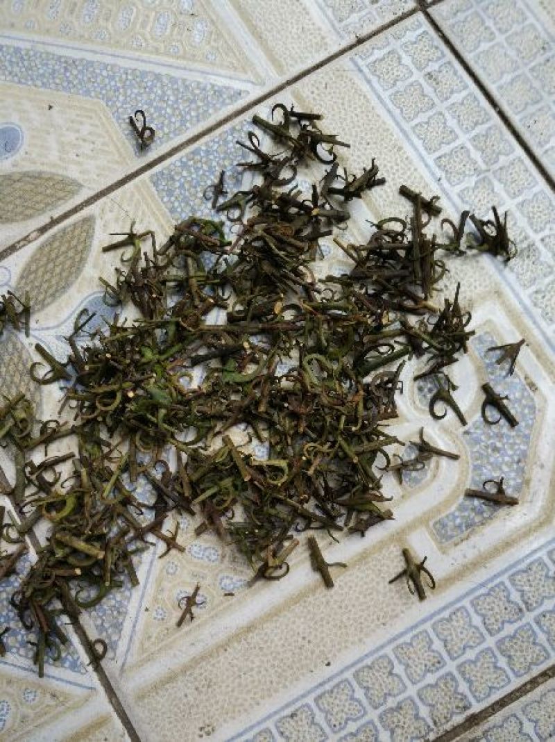 灵芝8公分以下