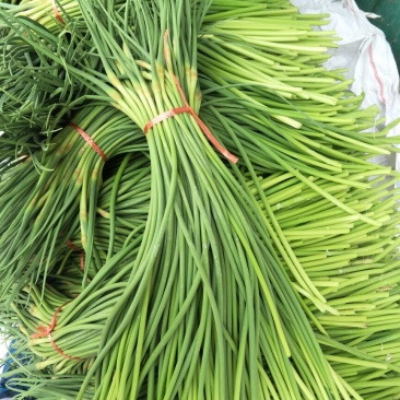 金乡红毛蒜薹-大量供应