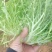 苦菊10~12cm