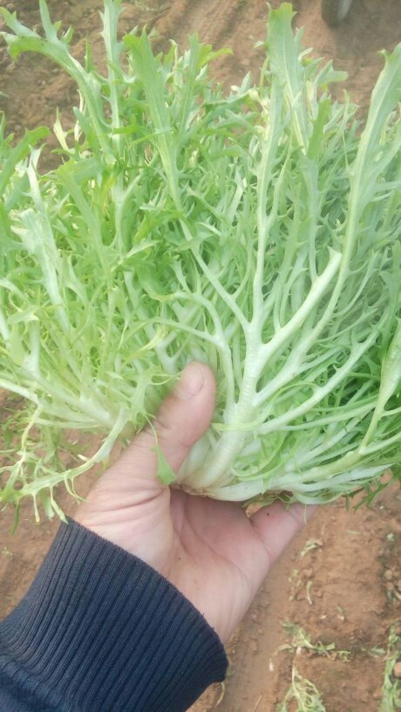 苦菊10~12cm