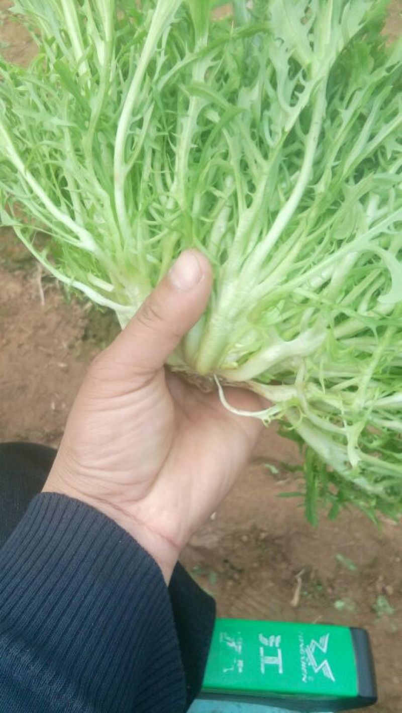 苦菊10~12cm