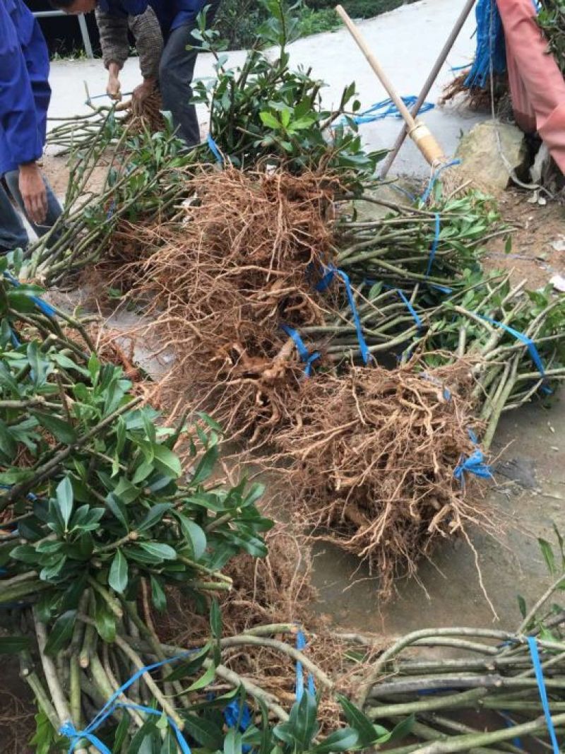 杨梅苗50~80cm
