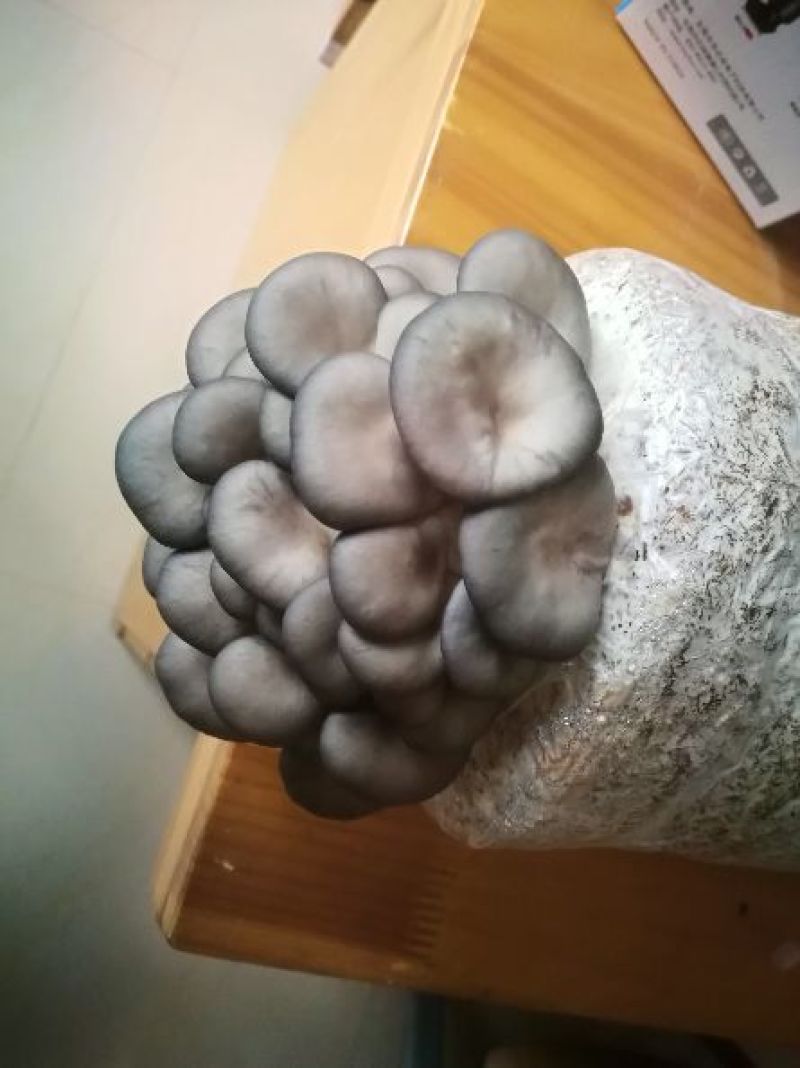 菌棒