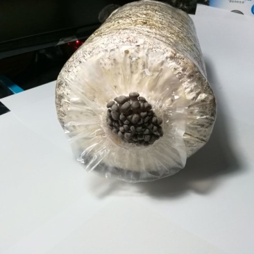 菌棒