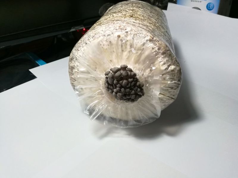 菌棒
