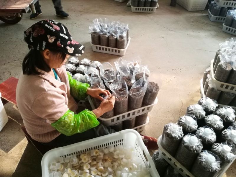 菌棒