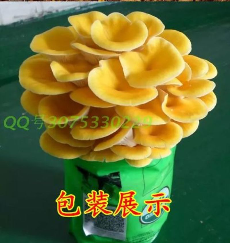 菌棒