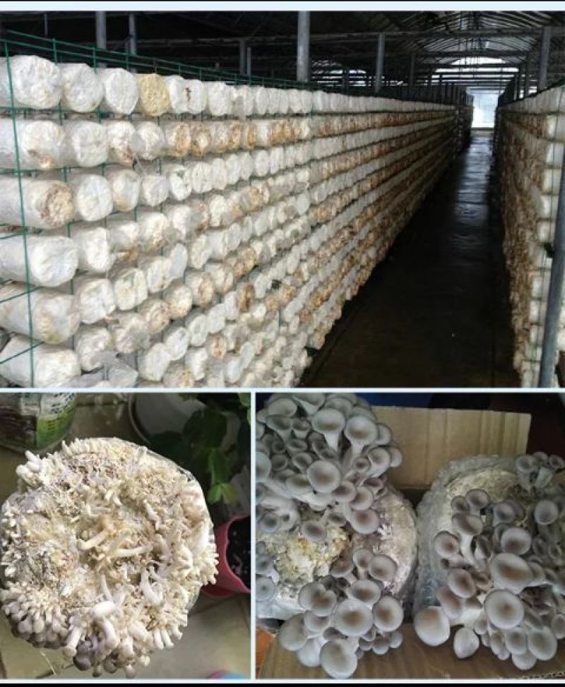 菌棒