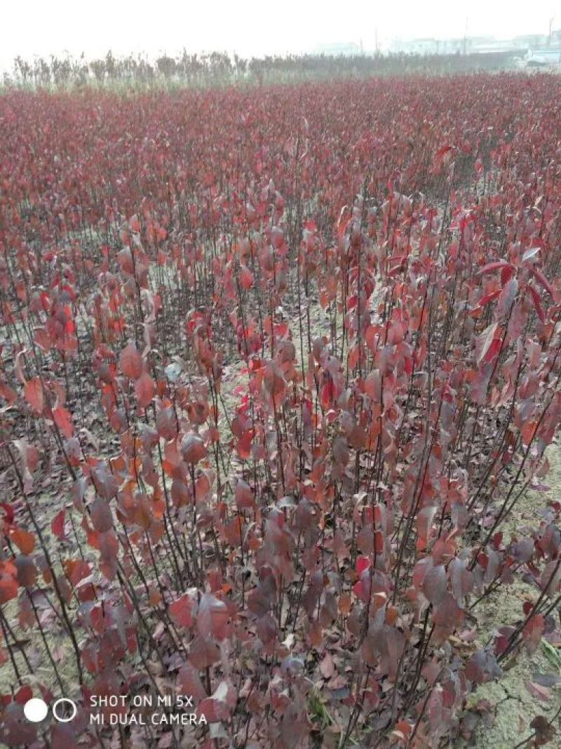 紫叶矮樱2cm以下80~100cm