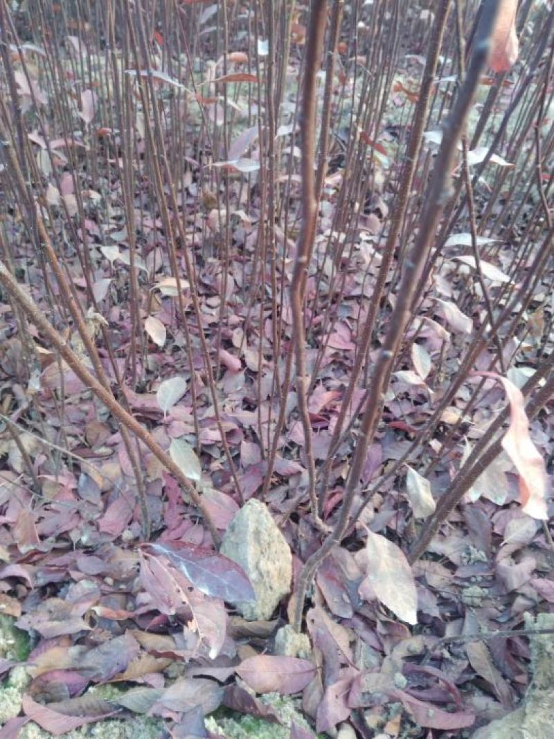 紫叶矮樱2cm以下80~100cm