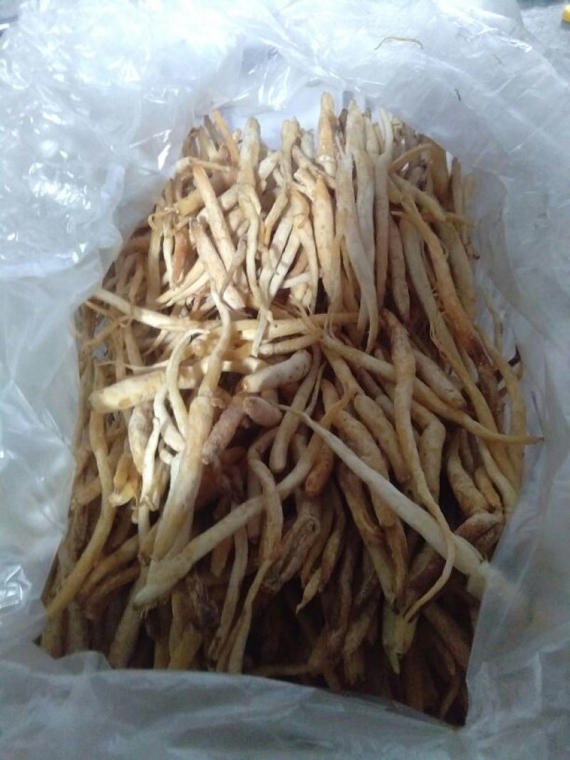 川明参