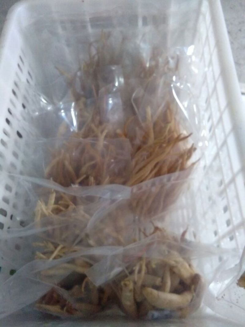 川明参