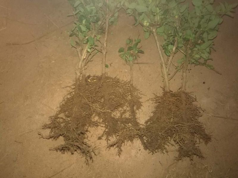 金银花1米以下