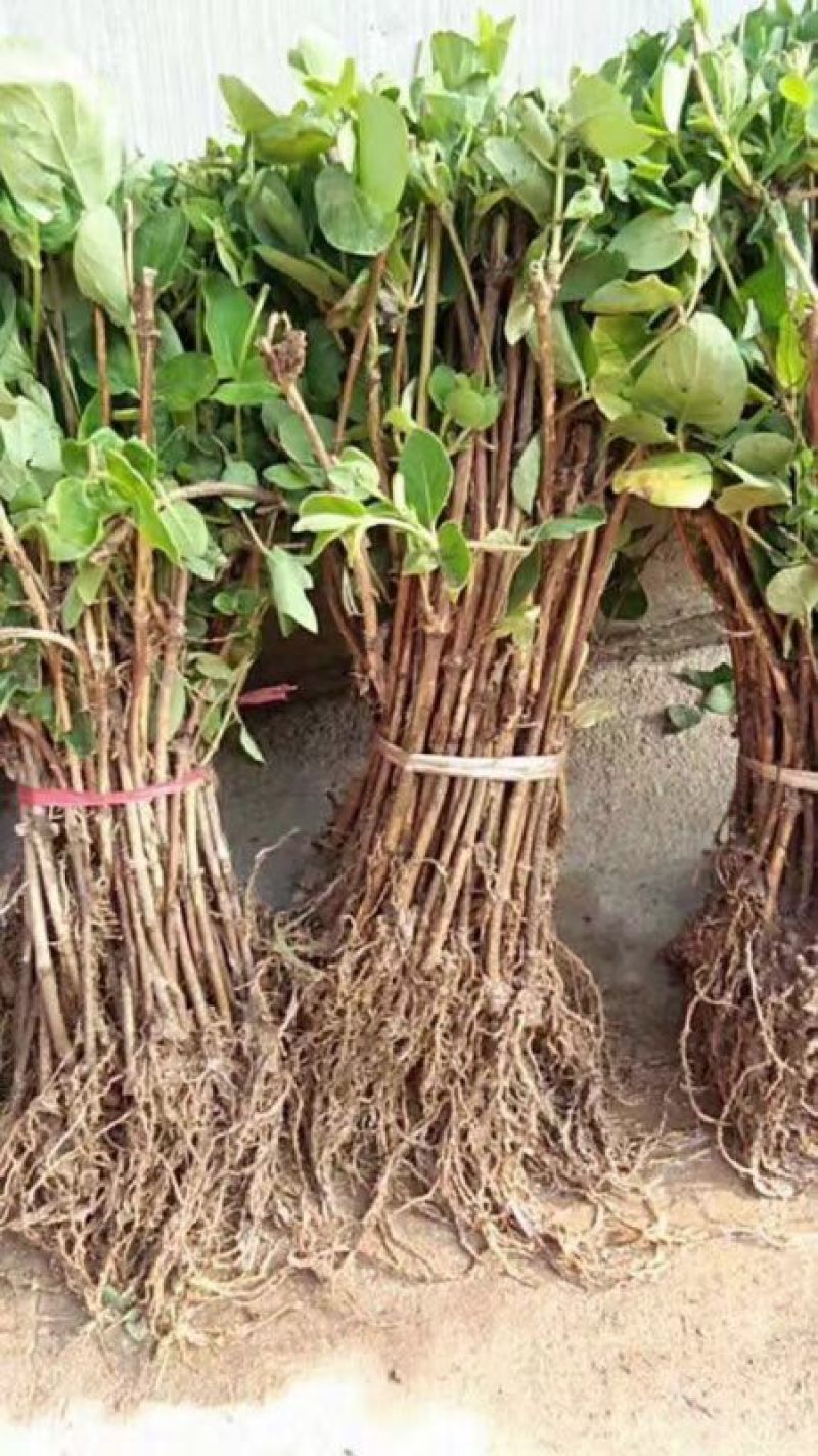 金银花1米以下