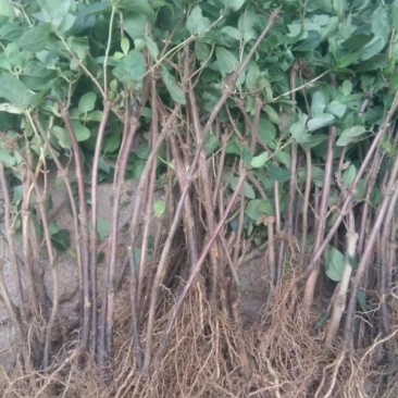 金银花1米以下