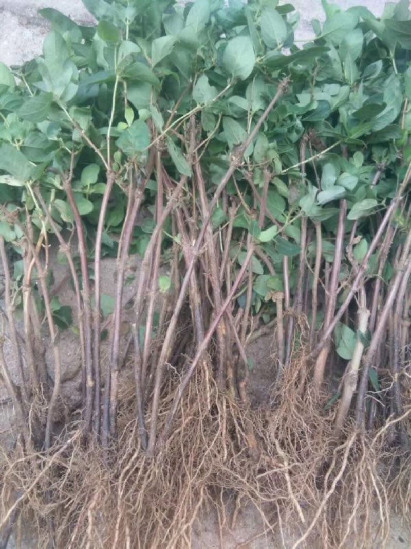 金银花1米以下
