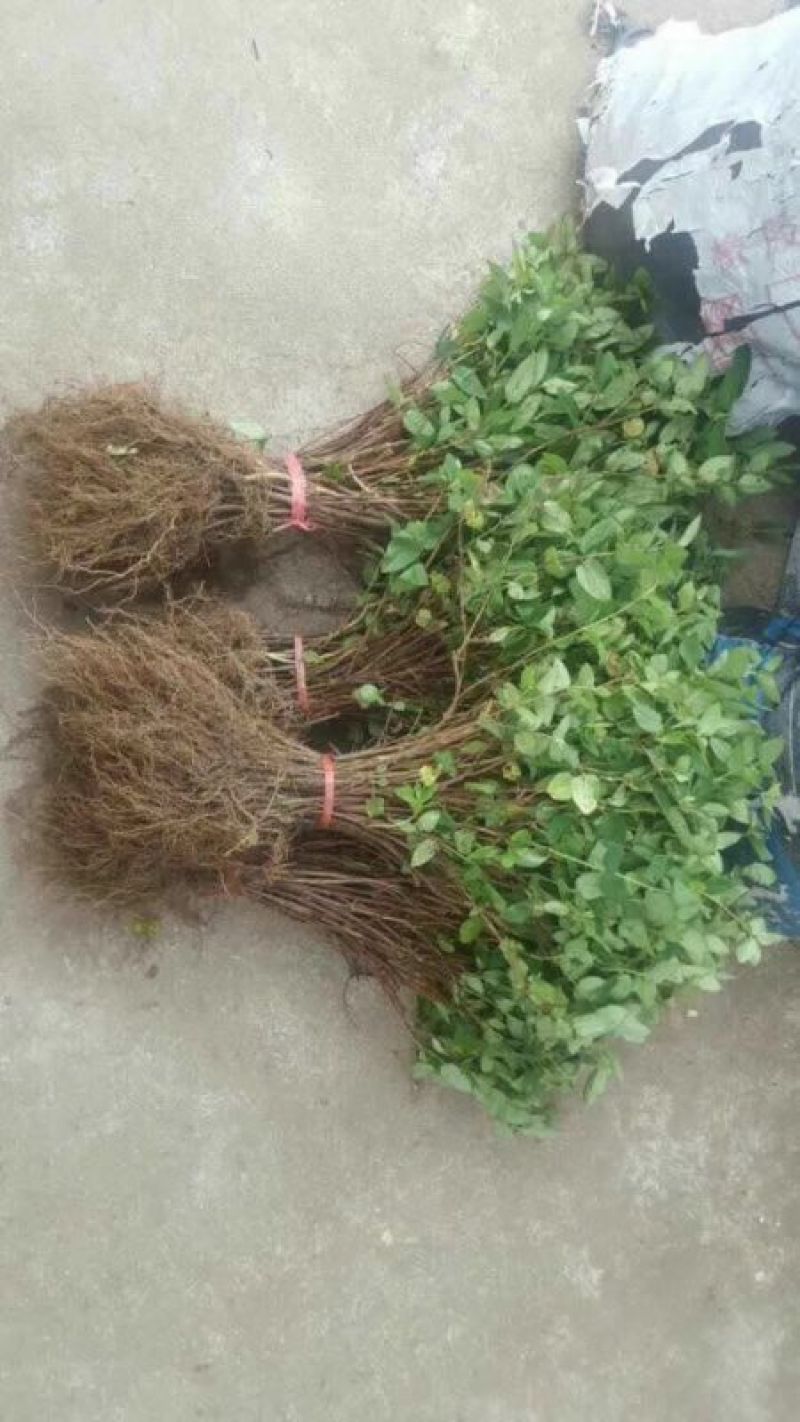 金银花1米以下