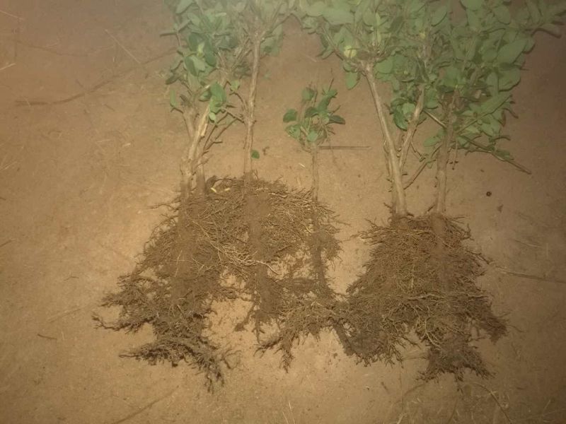 金银花1米以下