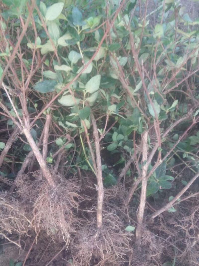 金银花1米以下