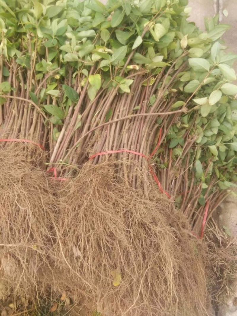 金银花1米以下