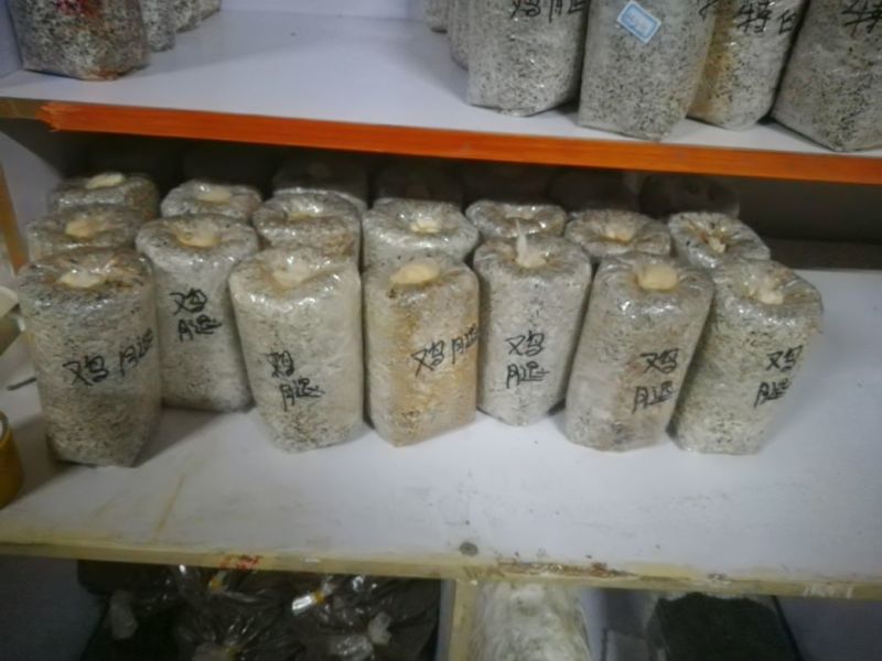 菌棒平菇、香菇菌种