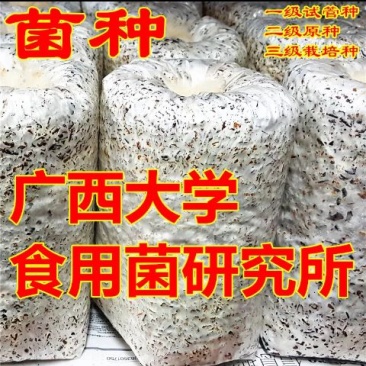 菌棒平菇、香菇菌种