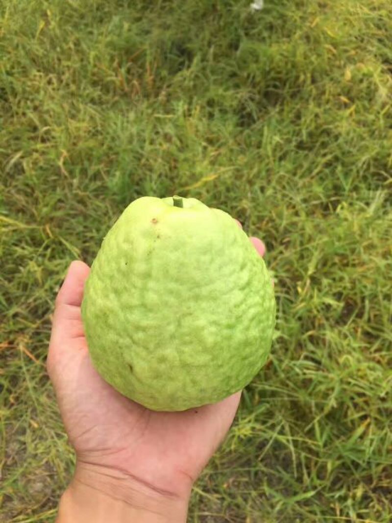 番石榴苗西瓜芭乐番石榴苗