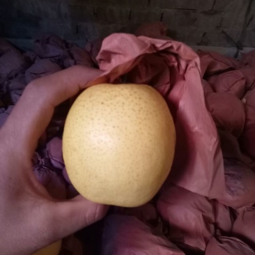 雪花梨罐头厂果汁厂加工梨纸袋350~400g